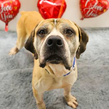 Rescue Mastiff Dogs for Adoption in Youngstown, Ohio - Riser | PetCurious