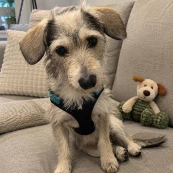 Ellie -  Schnauzer and Wire Fox Terrier Dog for Adoption in West Hollywood, California - Ellie | PetCurious
