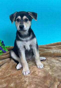 Shepherd and Husky Dogs Available for Adoption in Phoenix, Arizona - Bass | PetCurious