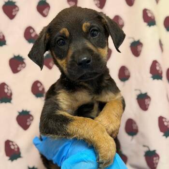 Cicada -  Labrador Retriever and Mixed Breed Dog for Adoption in San Antonio, Texas - Cicada | PetCurious
