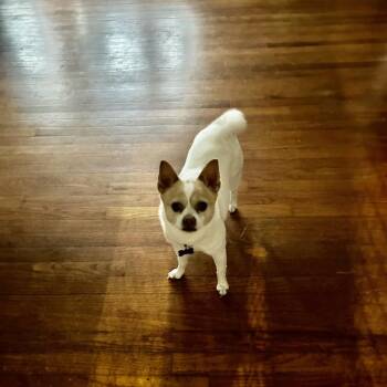 Mixed Breed Dogs Available for Adoption in Pauls Valley, Oklahoma - Luna | PetCurious