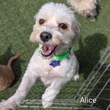 Alice -  Maltese and Mixed Breed Dog for Adoption in San Francisco, California - Alice | PetCurious