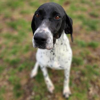 Pointer Dogs Available for Adoption in Fort Wayne, Indiana - Bonnie | PetCurious