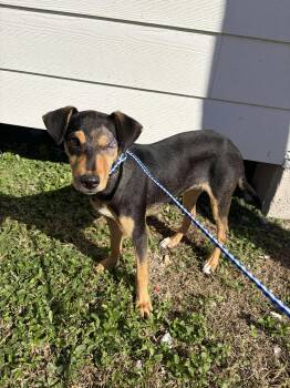 Rescue Miniature Pinscher Dogs for Adoption in Harlingen, Texas - Josie | PetCurious
