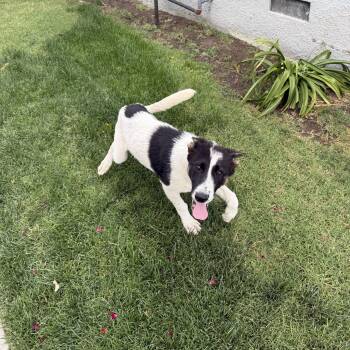 Australian Shepherd and Australian Cattle Dog Blue Heeler Dogs Available for Adoption in Fresno, California - Wiggles  | PetCurious