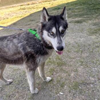 Mixed Breed Dogs Available for Adoption in Hailey, Idaho - Ellora | PetCurious
