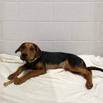 Petrie -  Beagle and Labrador Retriever Dog for Adoption in Erie, Pennsylvania - Petrie | PetCurious
