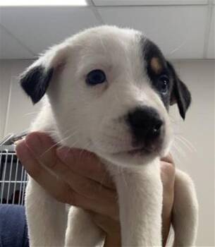 SOUP -  Australian Cattle Dog Blue Heeler and Mixed Breed Dog for Adoption in Visalia, California - SOUP | PetCurious