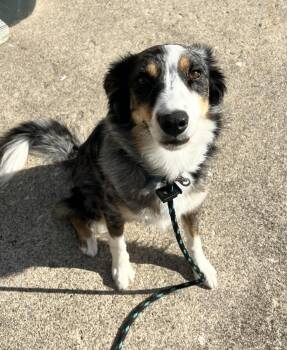 0790 Ruby -  Australian Shepherd Dog for Adoption in Ringwood, Illinois - 0790 Ruby | PetCurious