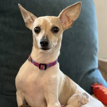 Delilah -  Chihuahua Dog for Adoption in Enfield, New Hampshire - Delilah | PetCurious