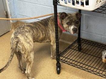 Lunette -  Mixed Breed Dog for Adoption in Chamblee, Georgia - Lunette | PetCurious