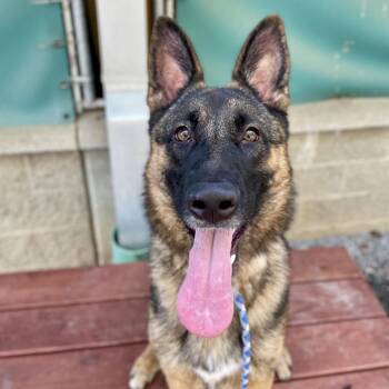 Mixed Breed Dogs Available for Adoption in Asheville, North Carolina - Cleopatra | PetCurious