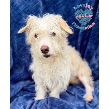 Chase COH -  West Highland White Terrier Westie and Norfolk Terrier Dog for Adoption in Inglewood, California - Chase COH | PetCurious