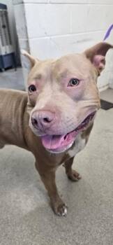 CARMELO -  Pit Bull Terrier Dog for Adoption in San Bernardino, California - CARMELO | PetCurious