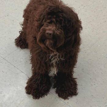 Cockapoo Dogs Available for Adoption in Burlington, Iowa - Teddy | PetCurious