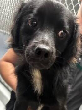 Arrow -  Pomeranian Dog for Adoption in Kellogg, Idaho - Arrow | PetCurious