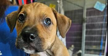 Helen -  Terrier Dog for Adoption in Candler, North Carolina - Helen | PetCurious
