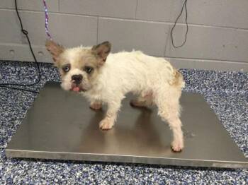 A1931042 -  Terrier and French Bulldog Dog for Adoption in Thousand Palms, California - A1931042 | PetCurious