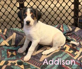 Great Pyrenees and Labrador Retriever Dogs Available for Adoption in Lutz, Florida - Addison | PetCurious