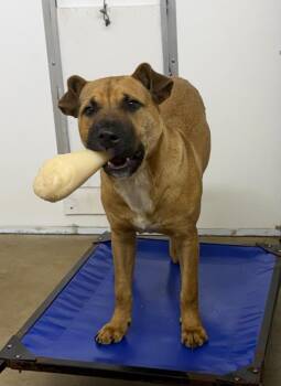 Boxer and Mixed Breed Dogs Available for Adoption in Lagrange, Indiana - Remy | PetCurious