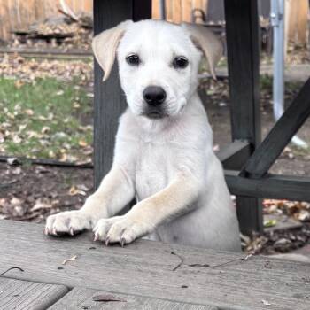 Rescue Mixed Breed Dogs for Adoption in Buffalo, Minnesota - Weston | PetCurious