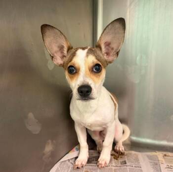 Simba -  Chihuahua Dog for Adoption in Sedalia, Colorado - Simba | PetCurious