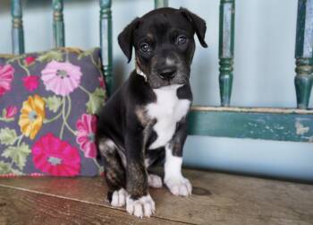 Rescue Terrier Dogs for Adoption in San Antonio, Texas - Nugget | PetCurious