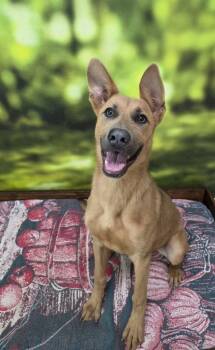 Rescue Shepherd Dogs for Adoption in Little Rock, Arkansas - Videl | PetCurious