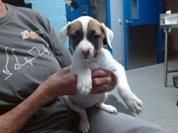 DAPHNEY -  Pit Bull Terrier and Mixed Breed Dog for Adoption in Albuquerque, New Mexico - DAPHNEY | PetCurious
