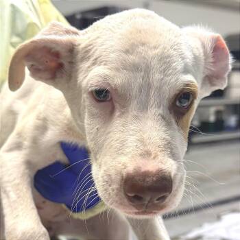 Janis -  Mixed Breed Dog for Adoption in Las Cruces, New Mexico - Janis | PetCurious