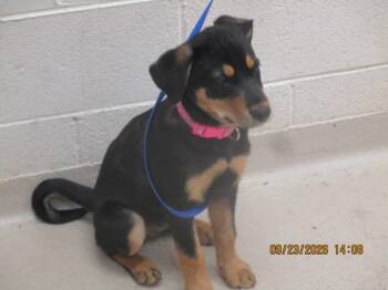Kween (322) -  Labrador Retriever and Rottweiler Dog for Adoption in Marietta, Georgia - Kween (322) | PetCurious