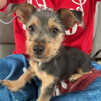 Louie -  Yorkshire Terrier and Dachshund Dog for Adoption in San Antonio, Texas - Louie | PetCurious