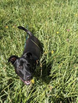 Griff -  German Shepherd Dog and Pit Bull Terrier Dog for Adoption in Incline Village, Nevada - Griff | PetCurious