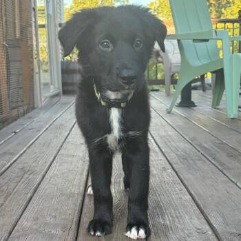 Crosby D11955 -  Labrador Retriever and Pit Bull Terrier Dog for Adoption - Crosby D11955 | PetCurious