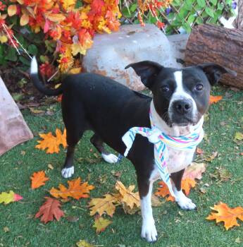 Rescue Terrier Dogs for Adoption in Oklahoma City, Oklahoma - AMBROSIA 465524 Only32Pounds! | PetCurious