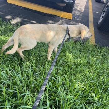 Mixed Breed Dogs Available for Adoption in Lake Jackson, Texas - Pancake | PetCurious