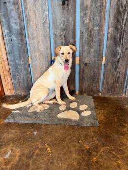 AIBELL 425 -  Yellow Labrador Retriever Dog for Adoption in New Berlin, Wisconsin - AIBELL 425 | PetCurious
