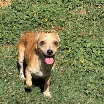Monet (*) -  Chihuahua and Mixed Breed Dog for Adoption in Sacramento, California - Monet (*) | PetCurious