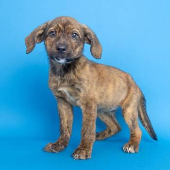 Joyce -  Mixed Breed Dog for Adoption in Franklin, Tennessee - Joyce | PetCurious