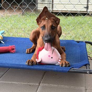 Rocco -  Belgian Shepherd Malinois and Mixed Breed Dog for Adoption in Ruston, Louisiana - Rocco | PetCurious