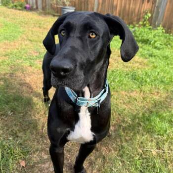 Lilly -  Great Dane Dog for Adoption in Pensacola, Florida - Lilly | PetCurious