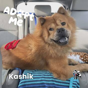Chow Chow Dogs Available for Adoption - Kashik Aka Kash | PetCurious