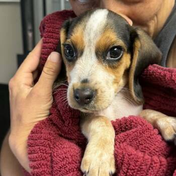 Beagle Dogs Available for Adoption in Savannah, Georgia - Joe Dirt | PetCurious