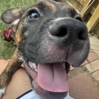Sonny (The Groovy Duo) -  Plott Hound and Mixed Breed Dog for Adoption in TIMBERCRK CYN, Texas - Sonny (The Groovy Duo) | PetCurious
