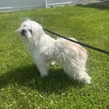 Tofu -  Shih Tzu and Mixed Breed Dog Available for Adoption in Binghamton, New York - Tofu | PetCurious