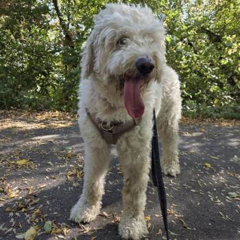 Koa -  Standard Poodle and Great Pyrenees Dog for Adoption in Clavet, Saskatchewan - Koa | PetCurious