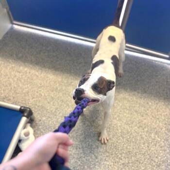 Audrey -  Mixed Breed Dog for Adoption in Hendersonville, North Carolina - Audrey | PetCurious