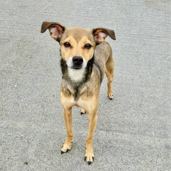 MILO -  Chihuahua and Mixed Breed Dog for Adoption in Camarillo, California - MILO | PetCurious