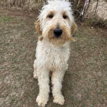 Goldendoodle Dogs Available for Adoption - Leo | PetCurious