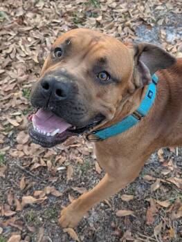Mastiff Dogs Available for Adoption - Bubba | PetCurious